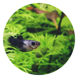 Akvaarion tarvikkeet ryhmään