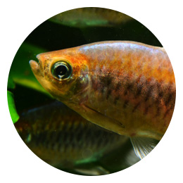 Kalojen ruoka ryhmään