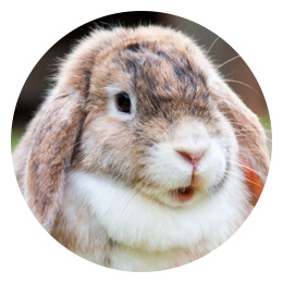 Kanien ruoka ryhmään