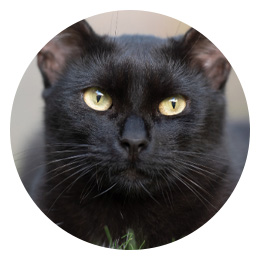 Kissojen ruoka ryhmään