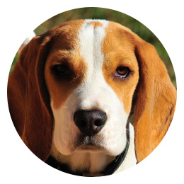 Koirien ruoka ryhmään