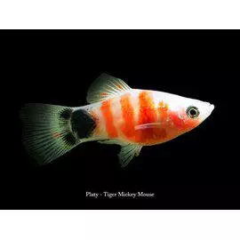 Platy tiger mickey mouse - Synnyttävät ja killit - 1968416984 - 1