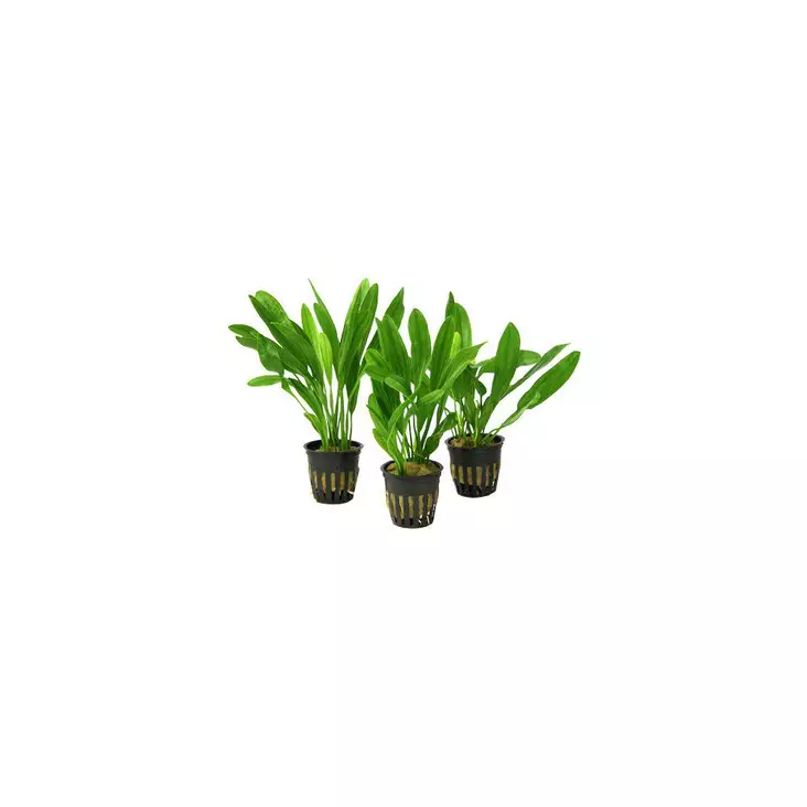 Akvaariokasvi Echinodorus Africanus - Akvaariokasvit - 0930100 - 1