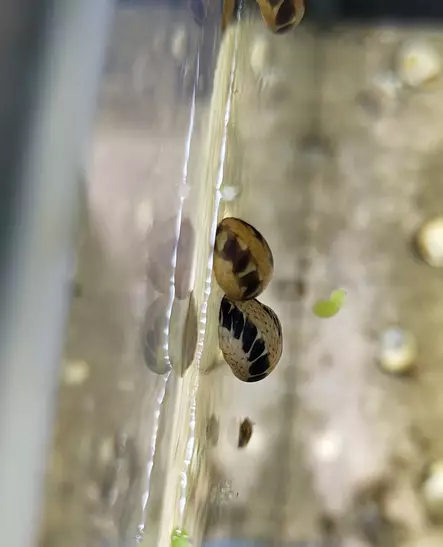 Clithon sowerbianum "Striped" - Ravut ja kotilot - 03400007021 - 1