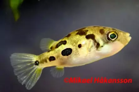 Kääpiöpallokala - Muut akvaariokalat - 158414 - 1